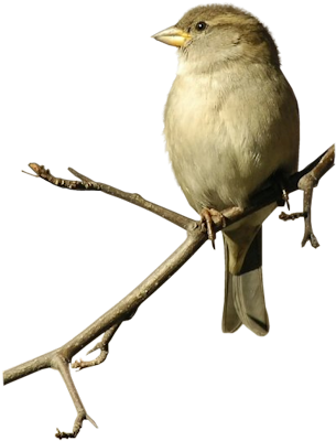 Sparrow Sticker - Png Transparent Sparrow Bird (312x450), Png Download