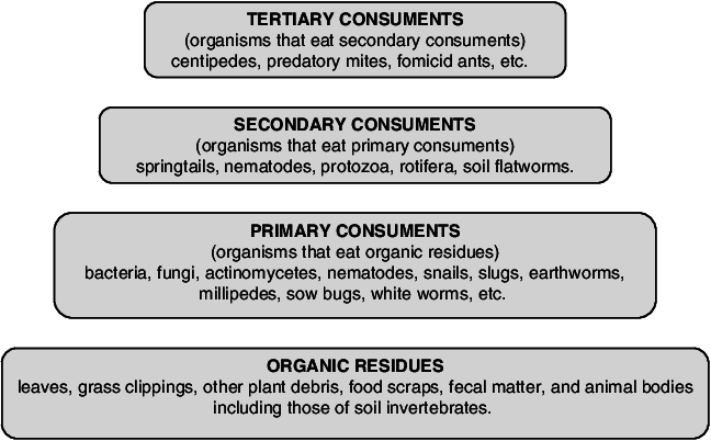Food Pyramid In The Compost - Food (648x402), Png Download