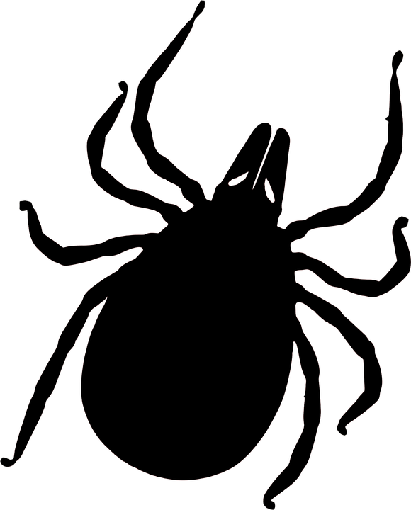 Tick Insect Png - Clip Art Mosquito And Tick (580x720), Png Download