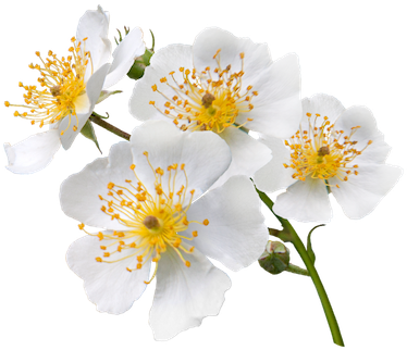 Japanese Wild Rose (500x344), Png Download