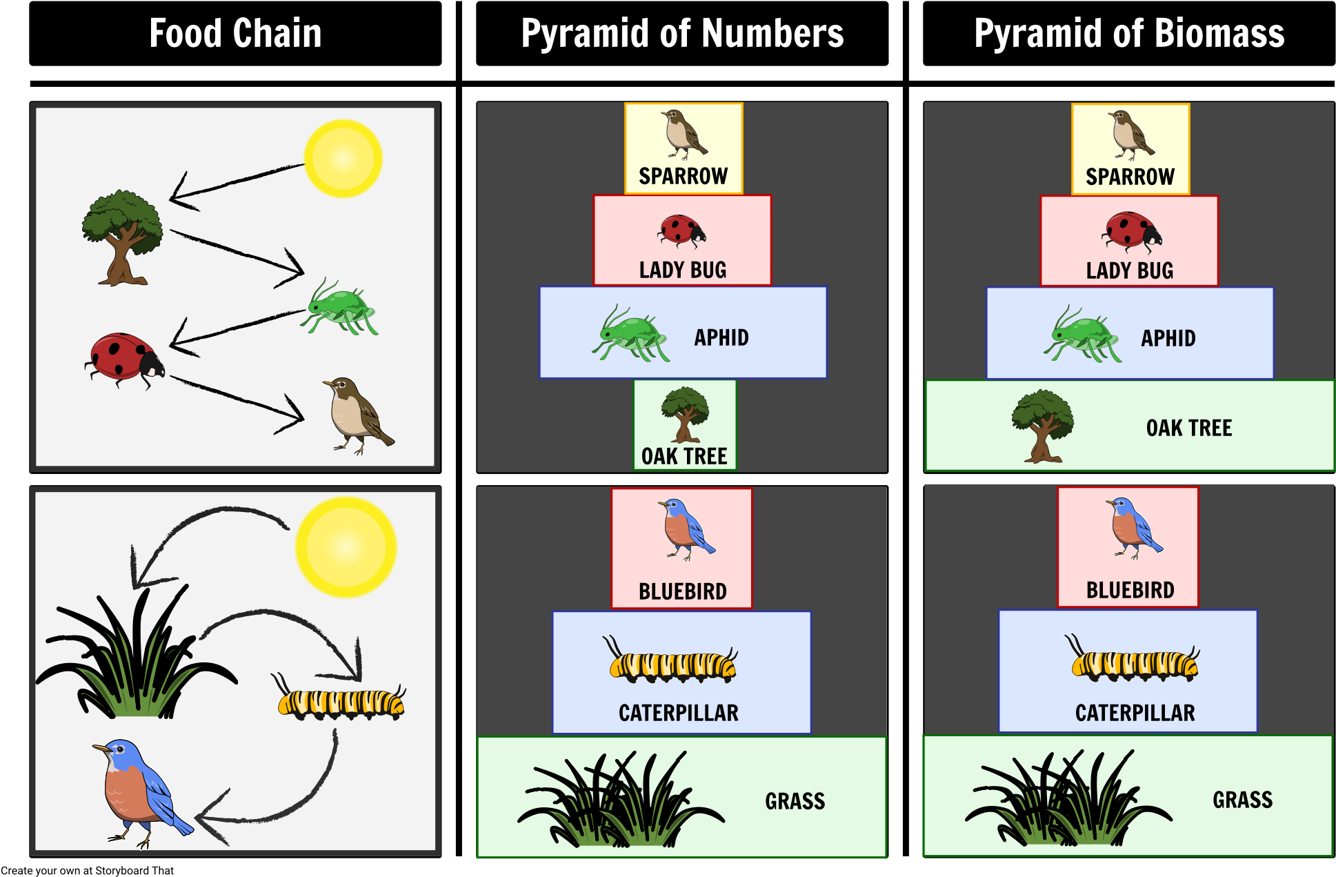 Pyramid Of Number And Biomass - Graphic Design (1997x1296), Png Download