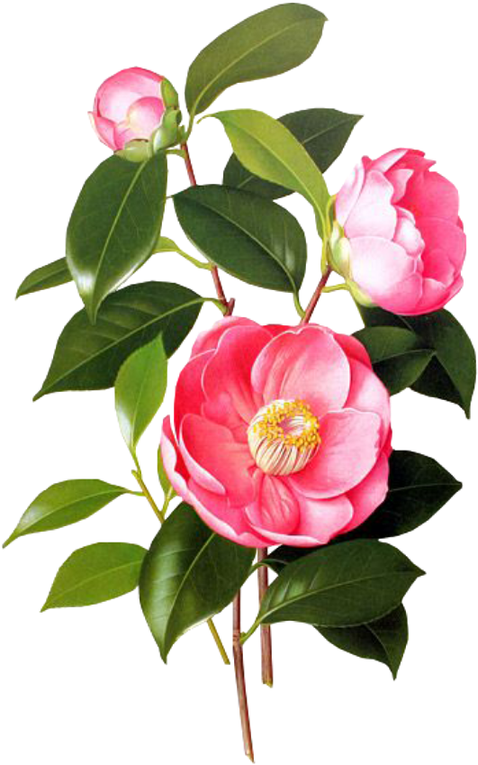 Flower Pink Spring Png Overlay Free Kpopedit Edits - Blossom Jeju 2 Step Petal Mask (1024x1024), Png Download