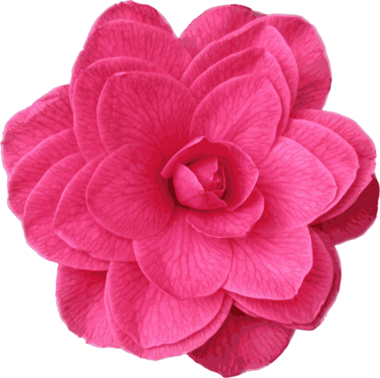 Japanese Camellia Garden Roses Pink Computer Icons - Camelia Icon (754x750), Png Download