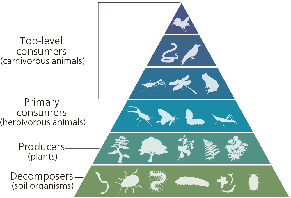 Maslow's Hierarchy Of Needs Infographic (1000x685), Png Download