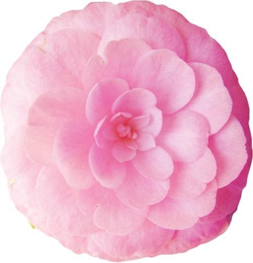 Graphic Free Library The Flower Tumblr Thank You To - Japanese Camellia (500x521), Png Download