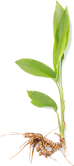 Research Has Proven That Using Turmeric As A Food Seasoning - Turmeric Plant Png (312x600), Png Download