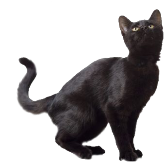 Black Cat Png Transparent (411x347), Png Download