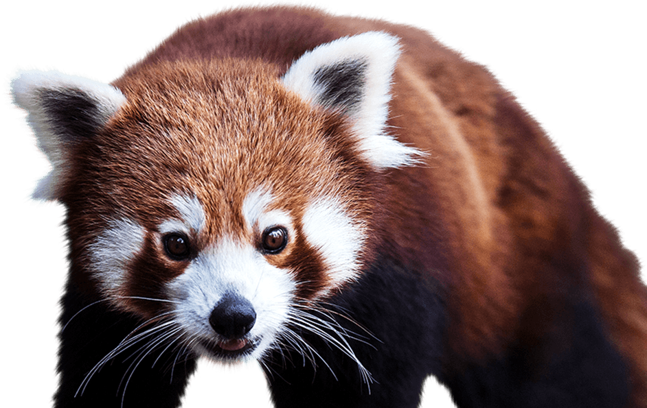 Red Panda Foreground - Oso Panda Rojo Png (942x595), Png Download