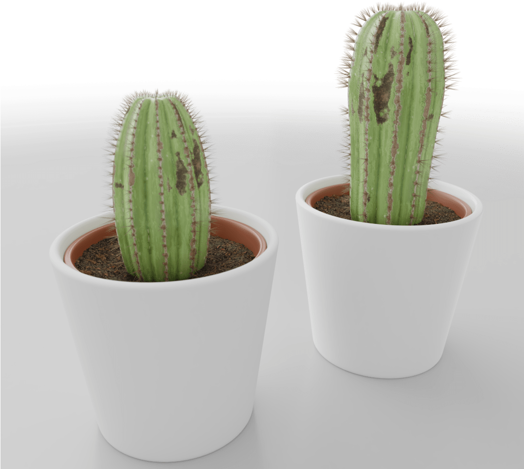Home - San Pedro Cactus (1080x1080), Png Download