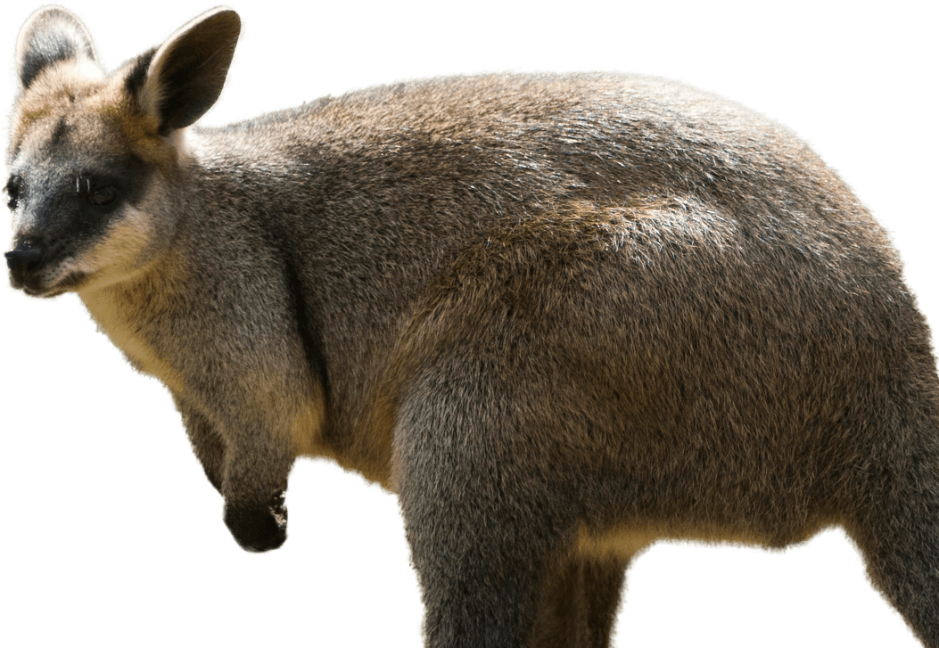 Northern Swamp Wallaby Featured Min - Wallaby Png (1053x727), Png Download
