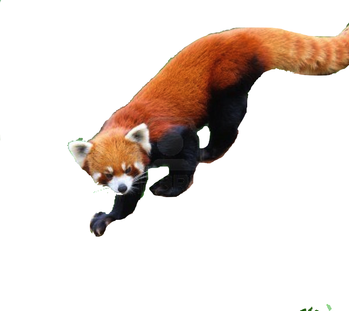 Save Red Panda - Glogster (1200x1068), Png Download