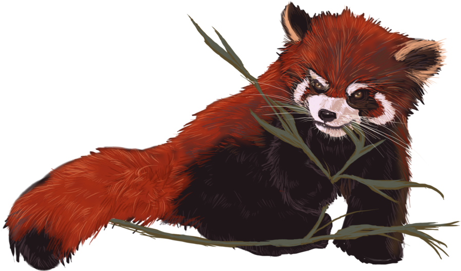 Red Panda Love Tank Top - Love Mousepad (896x1024), Png Download