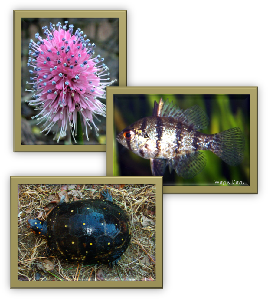 Swamp Pink, Black-banded Sunfish, Spotted Turtle - Black Banded Sunfish (902x1005), Png Download