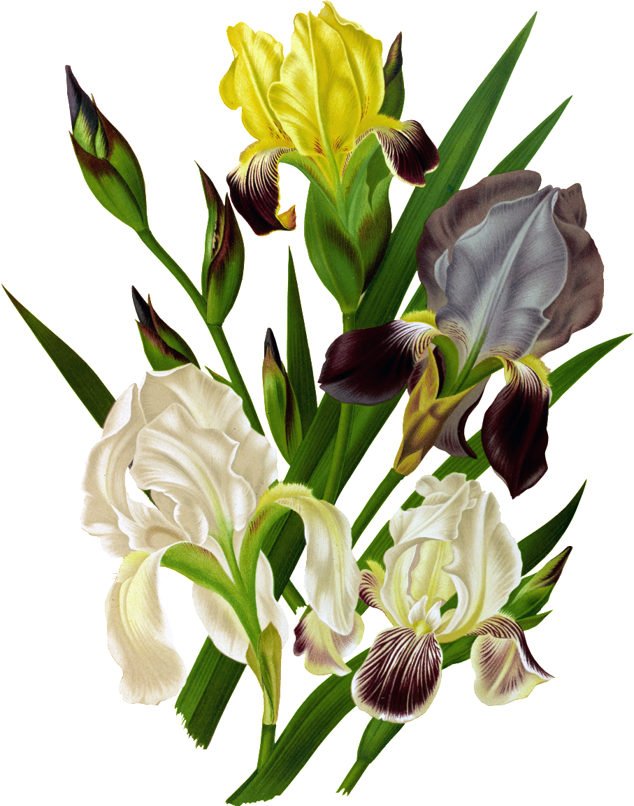 Hd White Orchid Png Element Design - Posterazzi Haarlems Flora 1872 Iris Germanica Canvas (1024x1280), Png Download
