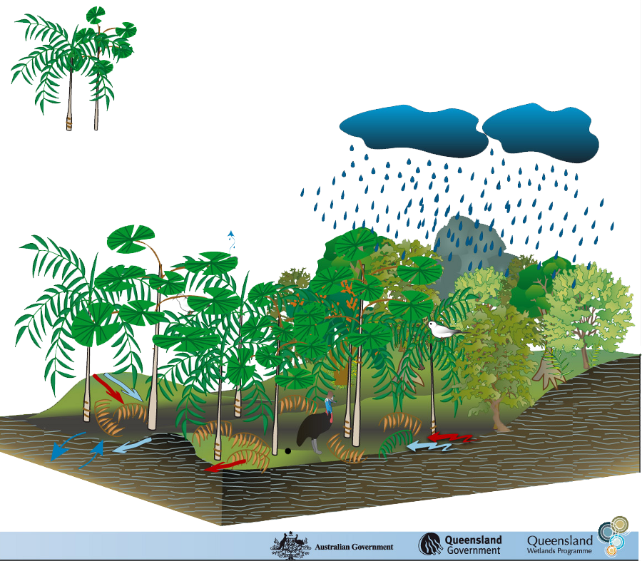 Coastal And Subcoastal Tree Swamp Palm - Protection Of Environment Model (900x787), Png Download