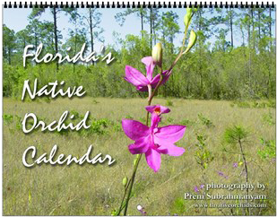 Finally, We Have Our Second Ever Calendar Release, - Native Florida Orchids (350x350), Png Download