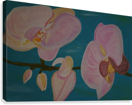 Orchid Canvas Print - Phalaenopsis Sanderiana (429x343), Png Download