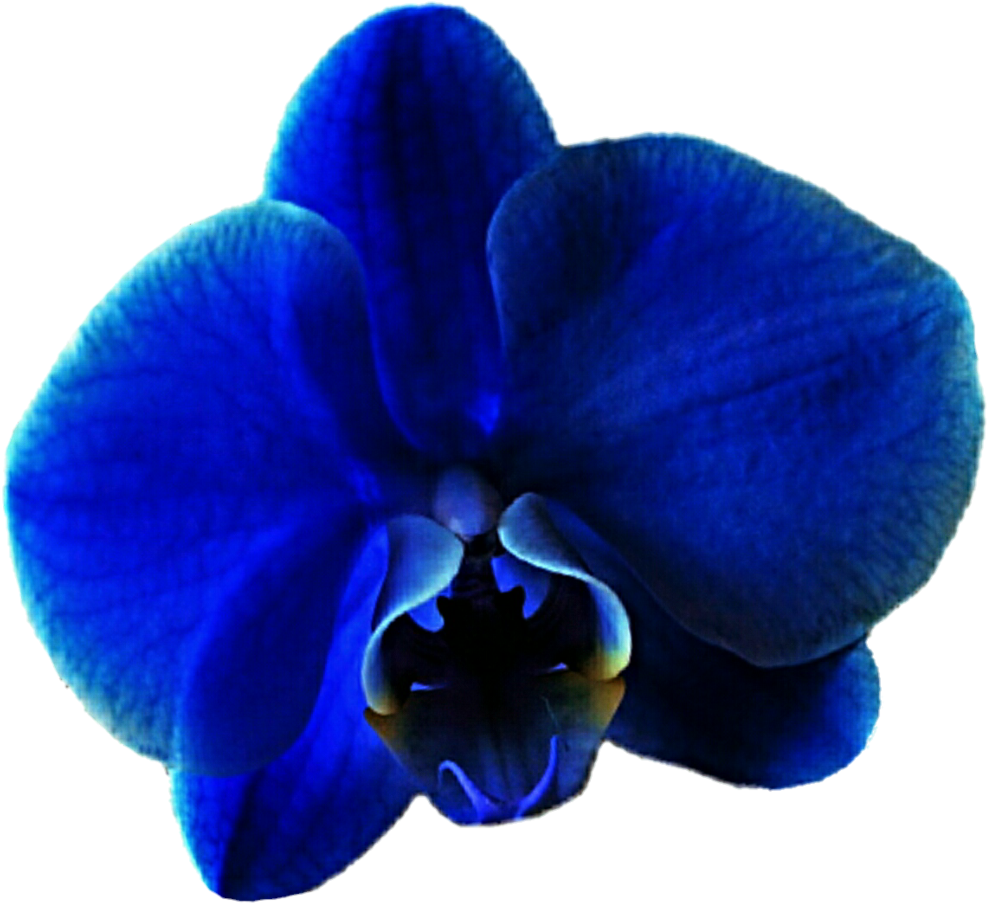 Blue (1024x928), Png Download