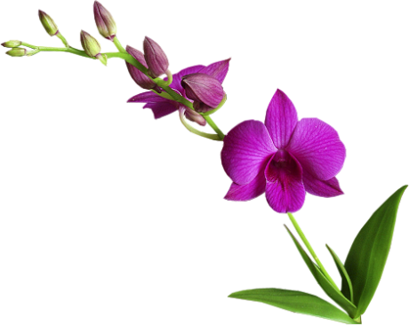 Cooktown Orchid Png - Cành Hoa Lan Đẹp (460x366), Png Download