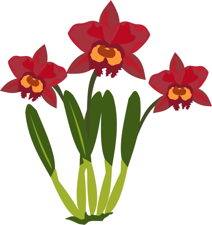 Dendrobium Orchid Clip Art Bkmn - Flower Orchid Clipart (730x772), Png Download