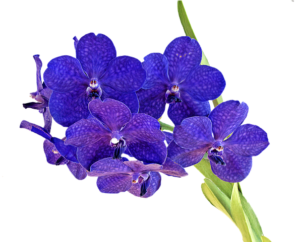 Purple Orcihd Png (640x480), Png Download