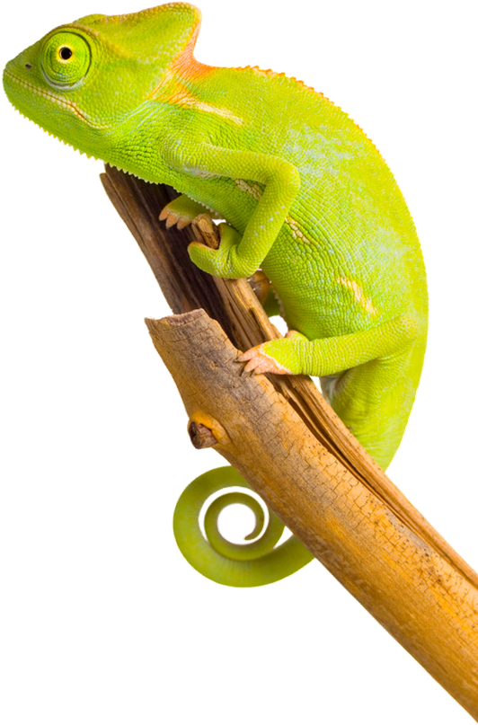 Chameleon Png Image - Хамелеон Пнг (668x1004), Png Download