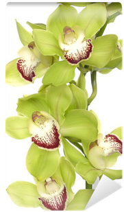 Texture Background Of Fresh Green Phalaenopsis Orchid - Orchids (400x400), Png Download