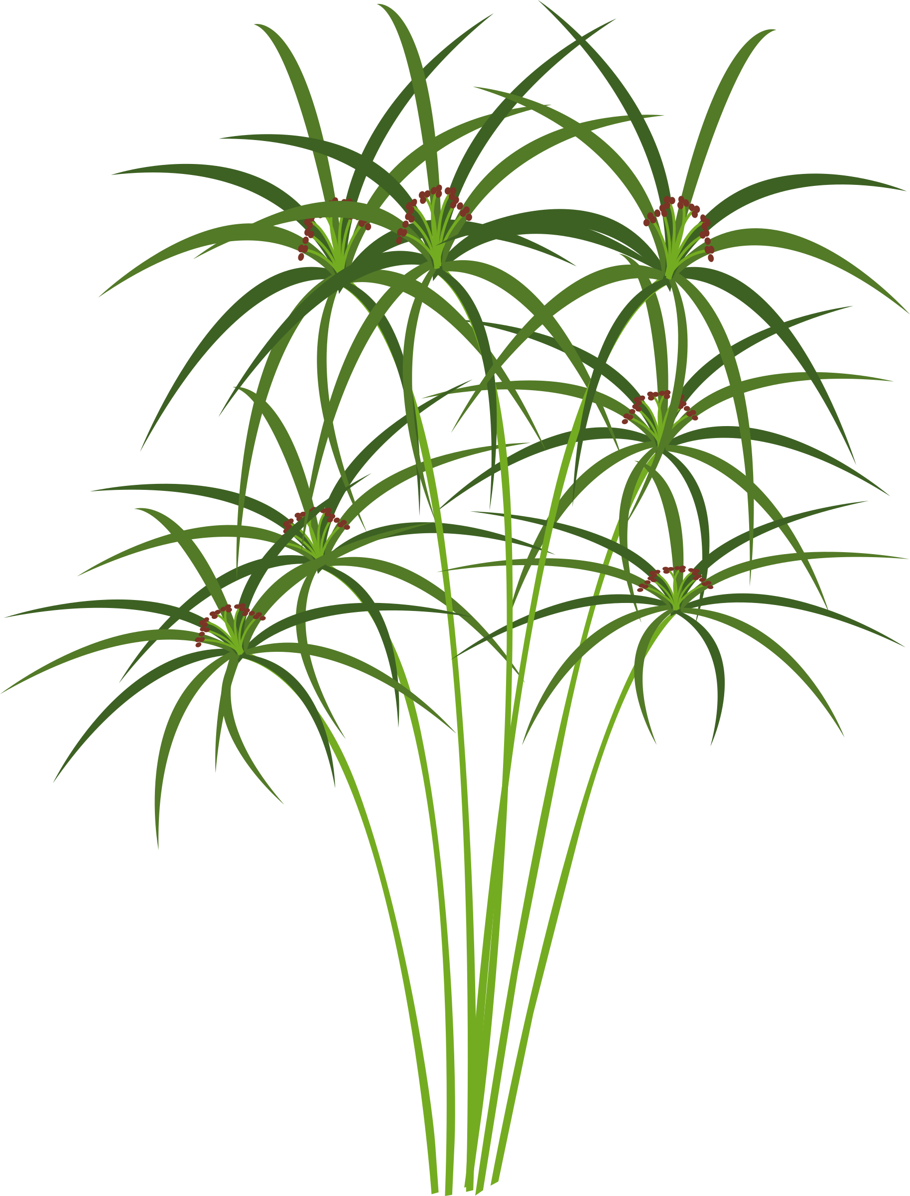 Big Image - Papyrus Plant Clipart (1827x2400), Png Download