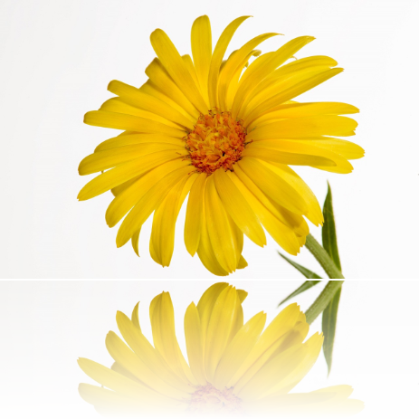 Reservations Now Been Taken Tel - Dimorphotheca Sinuata (463x463), Png Download