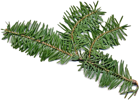 Balsam Fir Has Both Male And Female Flowers On The - Fir Balsam Essential Oil (500x500), Png Download