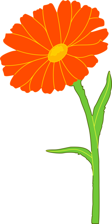 English Marigold Mexican Marigold Annual Plant Flower - Marigold Clipart (377x750), Png Download