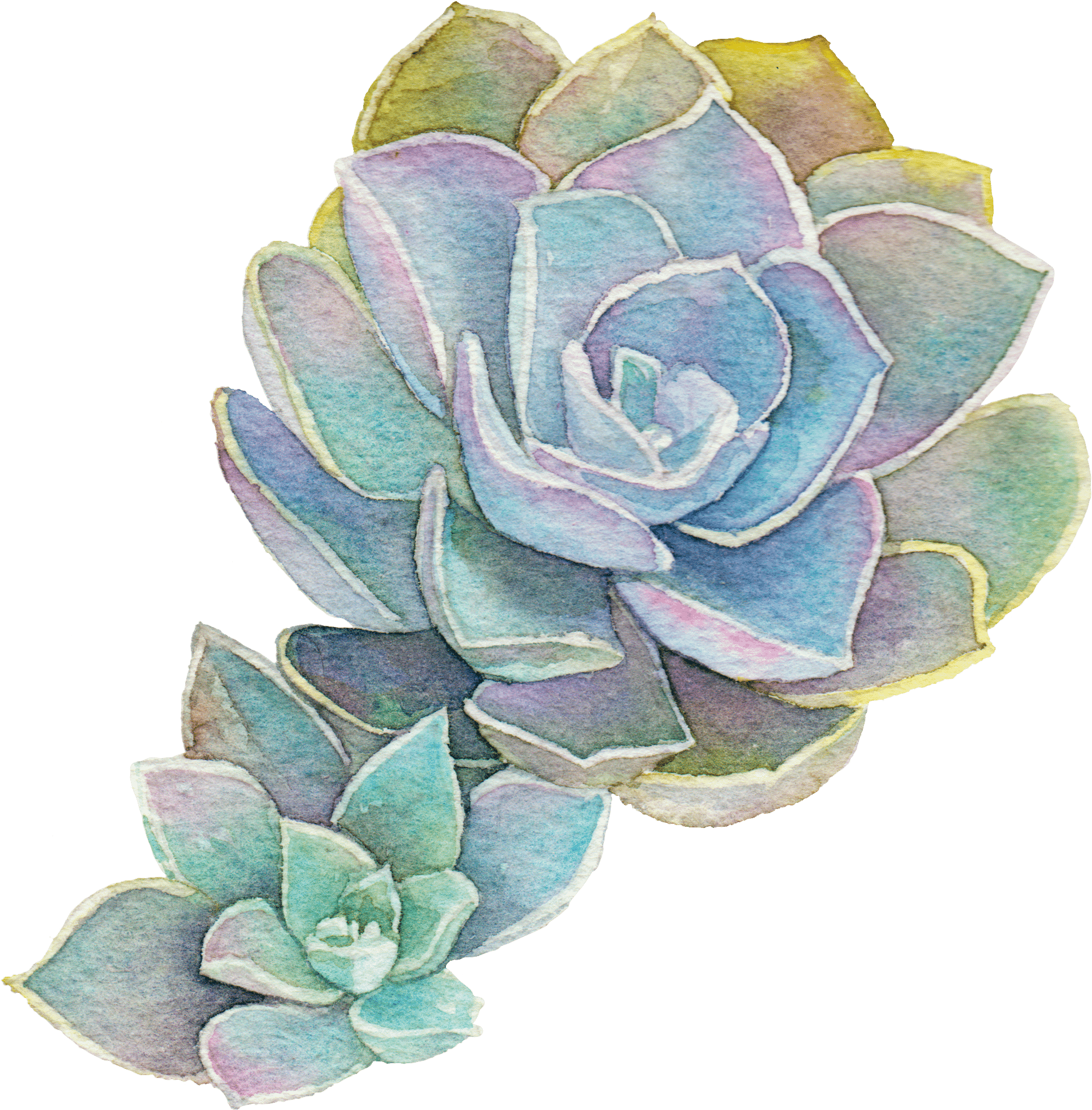 Natural Support For All Your Pregnancy Needs - Succulent Plant (1969x1982), Png Download