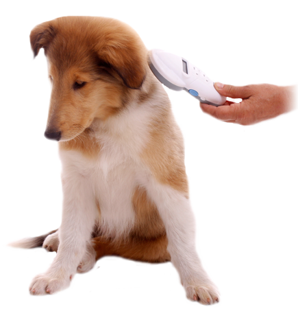 A Microchip Pet Lookup Allows For A Lost Pet To Be - Pet Microchipping (435x450), Png Download