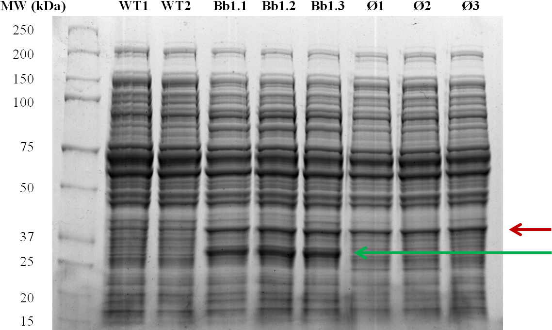 Figure - E Coli Total Protein Sds Page (1154x703), Png Download