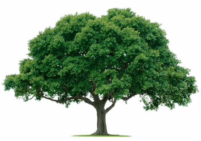 Web Development - Web Design - Mobile Apps - Cisco - Tree Png (960x500), Png Download