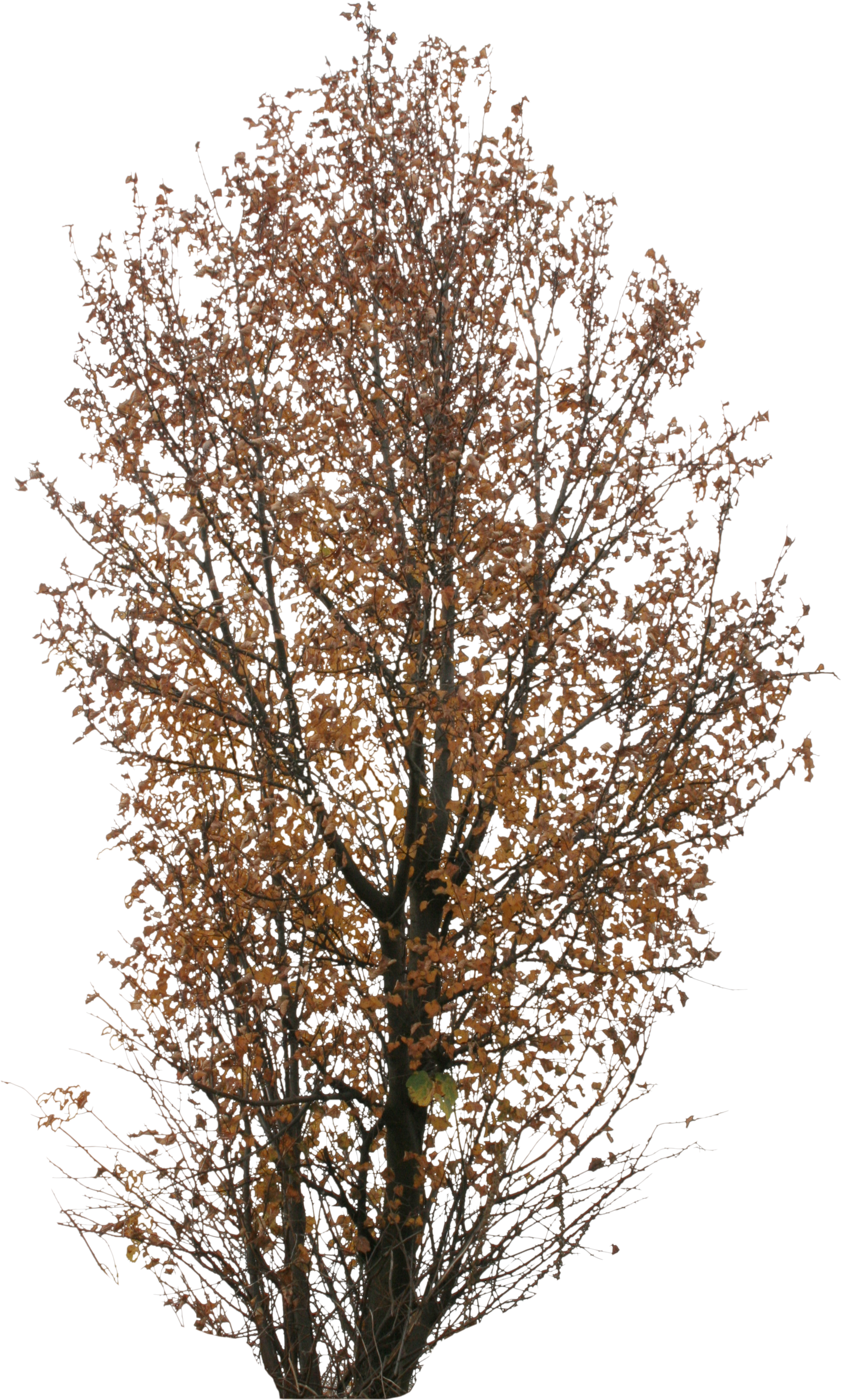 Autumn Trees Png (2304x3456), Png Download