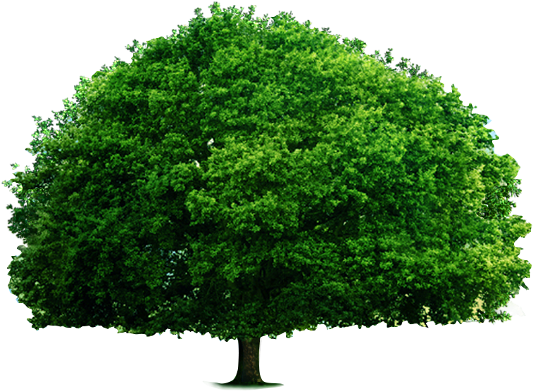 Download The Green Big Tree Textbook Of Environmental Studies Full