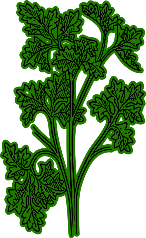 Clip Arts Related To - Clip Art Png Parsley (500x815), Png Download