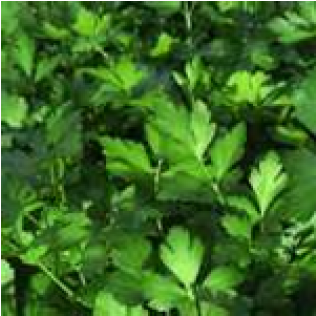 Italian Flat Leaf Parsley (600x315), Png Download