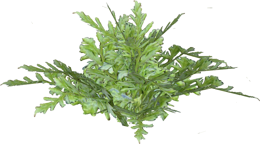 Ascension Island Parseley Fern - Origano Foglie (834x834), Png Download