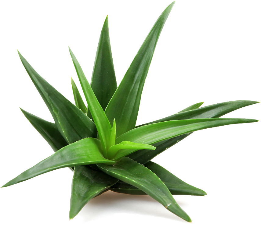 Aloe Infusion - Aloe Vera Plant Png (868x752), Png Download