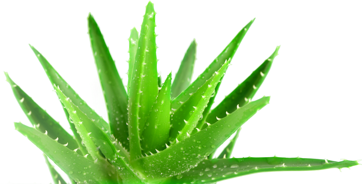 This Entry Was Posted In - Plant Biodiversity Conservation And Management (1307x635), Png Download