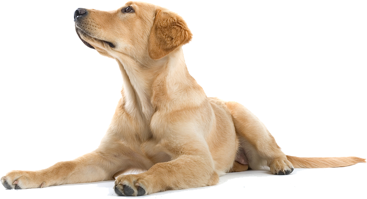 Happy Dog Png - Dogs Labradors Png (771x433), Png Download