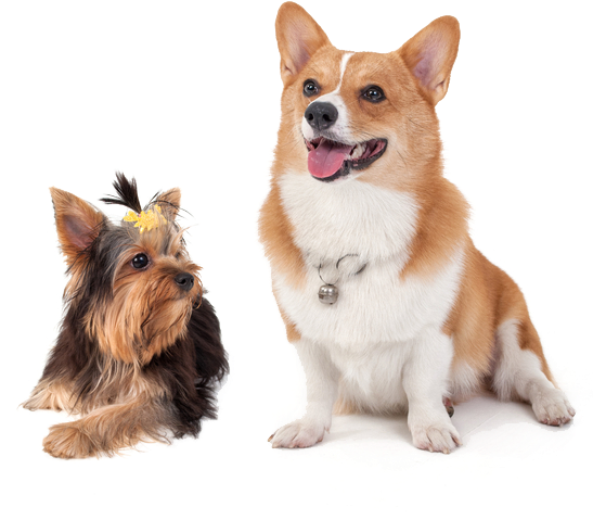 Go To Image - Happy Dog Transparent (546x487), Png Download