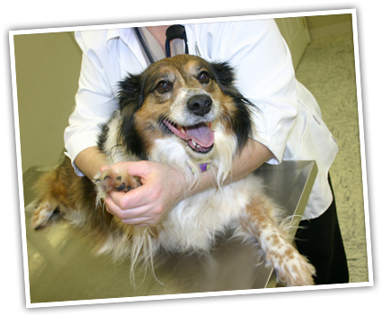 Preparing Your Dog Or Puppy For A Visit To The Veterinarian - Dog At The Vet (439x350), Png Download