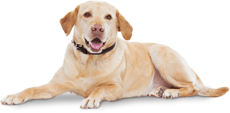 Cytopoint Works With Your Dog's Own Immune System To - Cytopoint Zoetis (820x416), Png Download