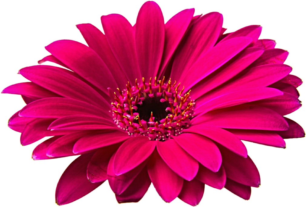 Banner Freeuse Stock Gerbera Png Hd Mart Tattoos For - Flower Images Hd Png (1024x704), Png Download