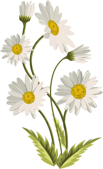 Daisies Transparent Png Clip Art Image Gallery - Transparent Background Daisies Clip Art (365x600), Png Download