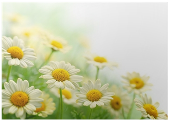 Multi Ani De Florii (400x400), Png Download