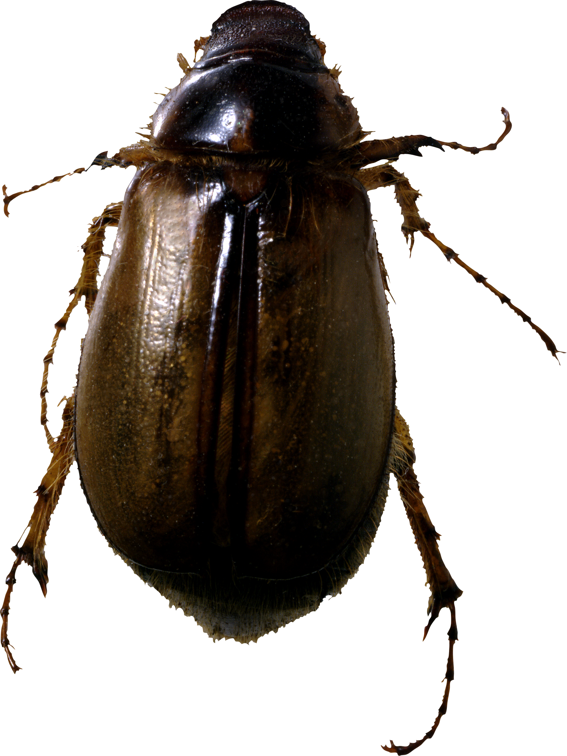 Clip Art Images - June Bugs (1803x2404), Png Download